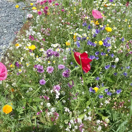 شقة Oryx شامونكس